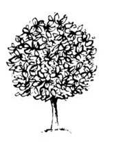 Ball Tree Logo